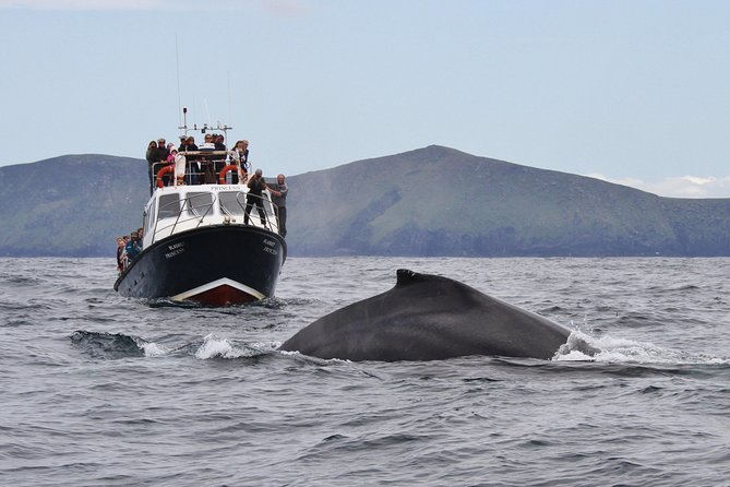 Dolphin and Whale Watching Tour from Dingle - Dolphins, seals, and the search for whales