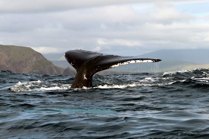 Dolphin & Whale Watching (4hrs) + Blasket Island Landing (3hrs) - Setting out from Ventry Pier at 10 am