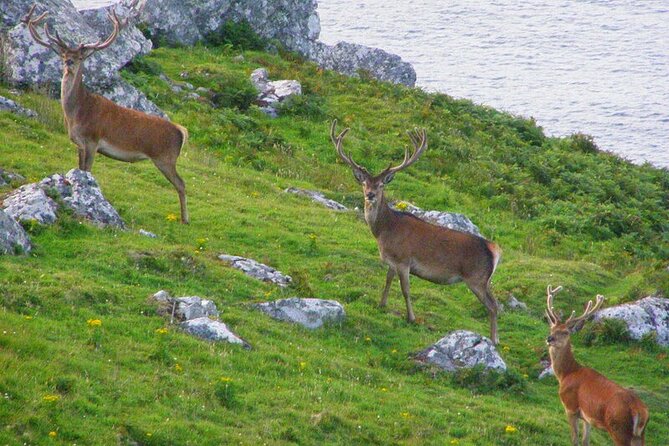 Dolphin & Whale Watching (4hrs) + Blasket Island Landing (3hrs) - The optional-feeling outer route to The Dead Man