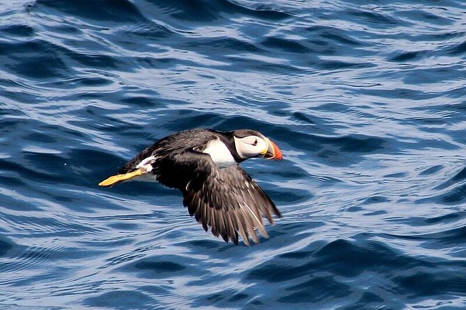 Dolphin & Whale Watching (4hrs) + Blasket Island Landing (3hrs) - Puffins and red deer near Inishvickillane