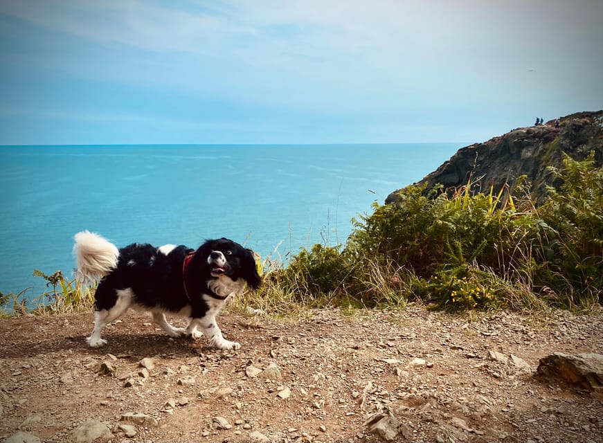 Dublin: Dublin Coastal Hike and Pints & Puppies - A 700-year-old castle and centuries of conflict