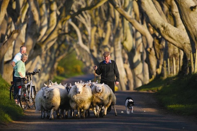 Dublin: Giant's Causeway, Dark Hedges, Dunluce and Belfast Titanic entrance fee - Timing, comfort, and what to bring