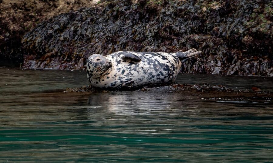 Dublin: History and Wildlife Boat Tour with Live Commentary - Key points to know before boarding