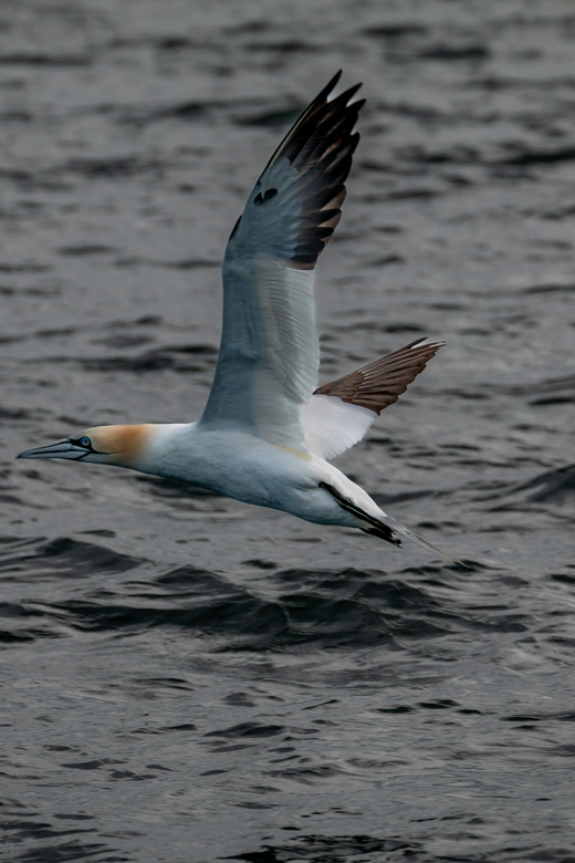 Dublin: History and Wildlife Boat Tour with Live Commentary - Why Dublin Bay works so well from a fast RIB