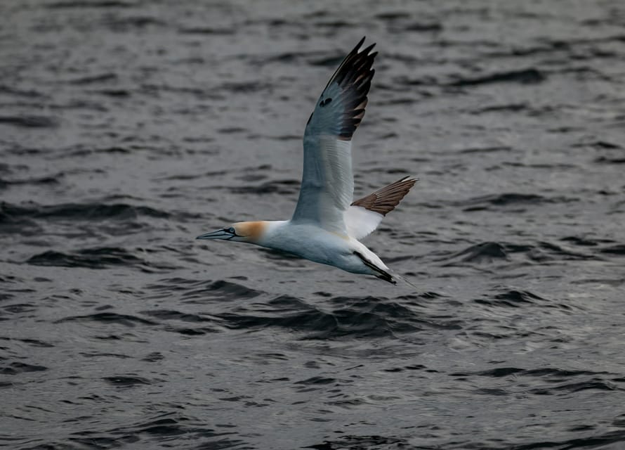 Dublin: History and Wildlife Boat Tour with Live Commentary - Weather, comfort, and who should skip it