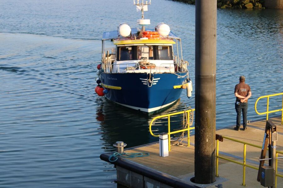 Dublin: Howth Cliffs and Lighthouse Cruise - Quick Reasons to Choose This Howth Boat Trip