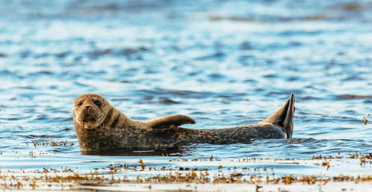 Dublin: Howth Coastal Boat Tour - Seals, Puffins, Gannets, and the Limits of Wildlife Watching