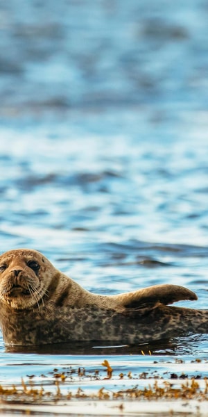 Dublin: Howth Coastal Boat Tour - Practical Advice Before You Board