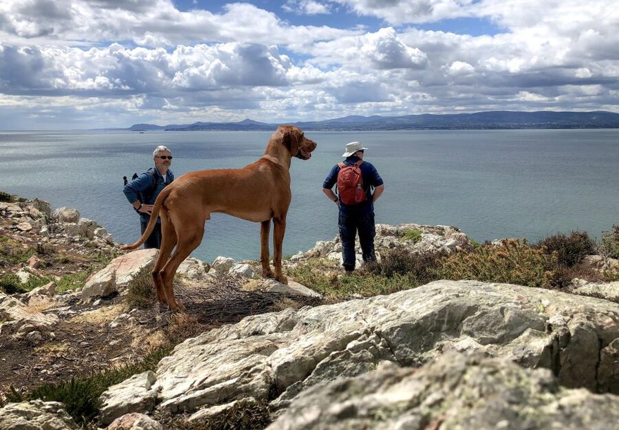 Dublin: Howth Coastal Hiking Tour - Key points about the Howth coastal hike