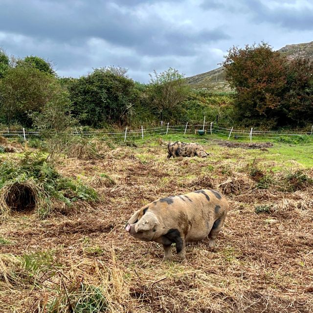 Dublin: Howth Safari Hiking Tour - Red Rock and the rough coastal paths