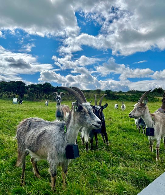 Dublin: Howth Safari Hiking Tour - Jamesons Cove and the smaller coastal details