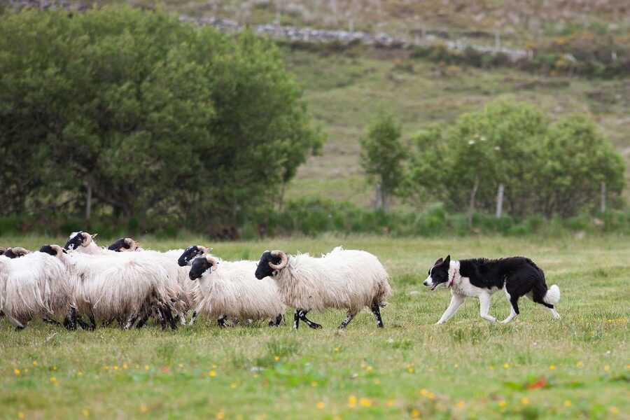 Dublin: Kilkenny, Wicklow & Glendalough Tour & Sheepdog Show - Two hours among Glendalough’s ruins and lakes