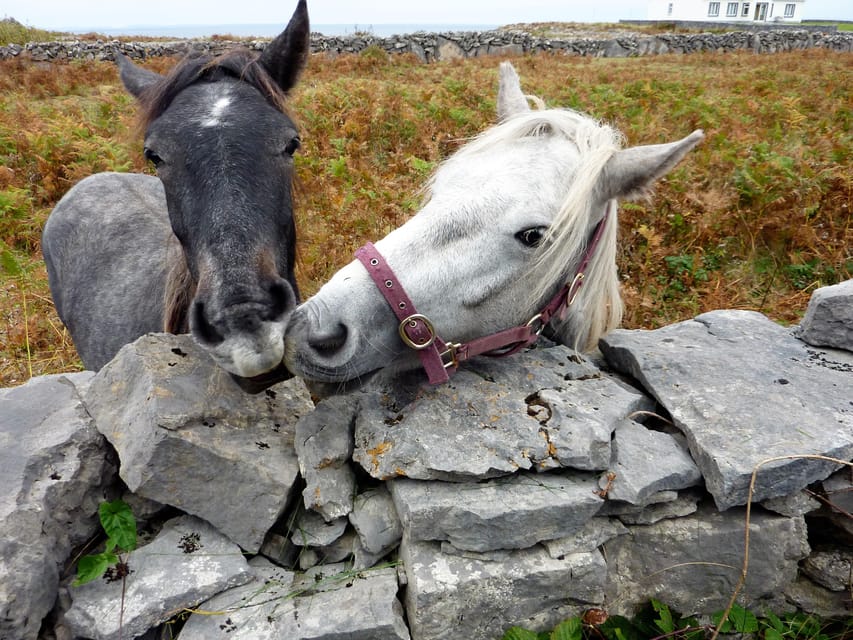 Ebiking on Inishmore island. Aran islands. Self-guided - The seal colony and the Worm Hole