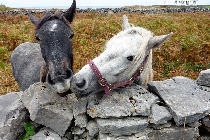 Electric biking on Inishmore island. Aran island. Self-guided. Full day. - Rain, hills, and the fitness question