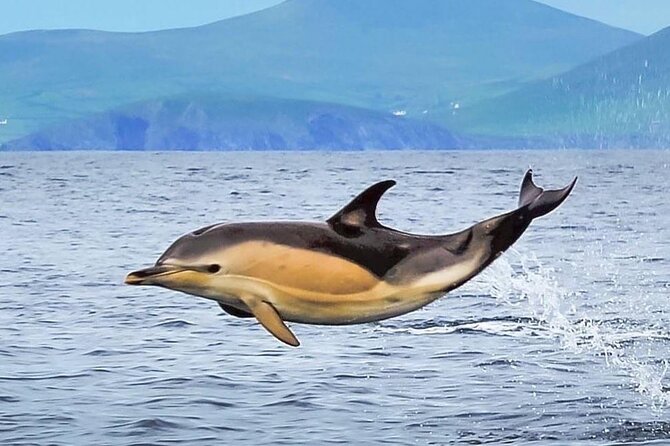 Exhilarating Rib experience - Dingle sea safari - What the $120.93 price buys you