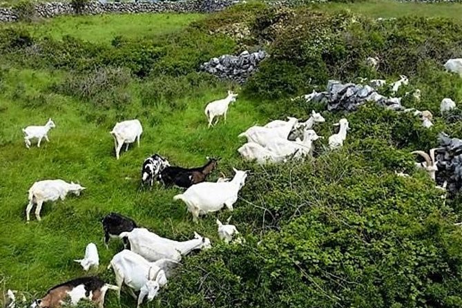 Food, heritage & cultural tour Inishmore, Aran Islands. Guided. - Goat cheese at a working island farm