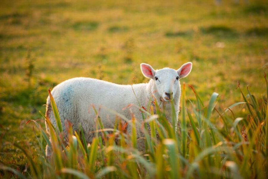 From Cork: 9-Hour Guided Ring of Kerry and Killarney Tour - What the $101 price really covers
