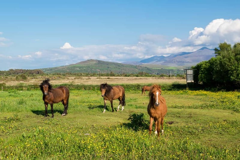 From Cork: Ring of Kerry & Killarney Guided Full Day Tour - Killarney closes the day with town time
