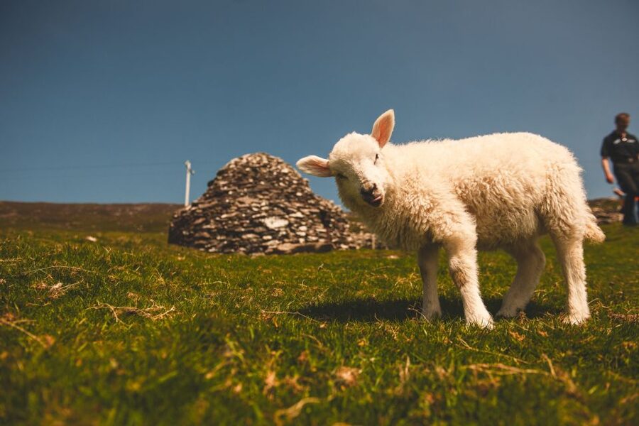From Dublin: 3-Day Dingle, Killarney & the Wild Atlantic Way - Dingle Peninsula and the Gaeltacht