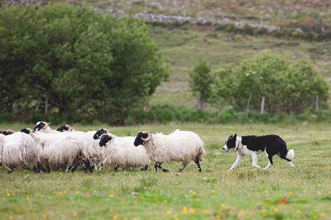 From Dublin: Wicklow, Glendalough, Waterfall & Sheepdog Demo - The sheepdog demonstration at Barnbawn