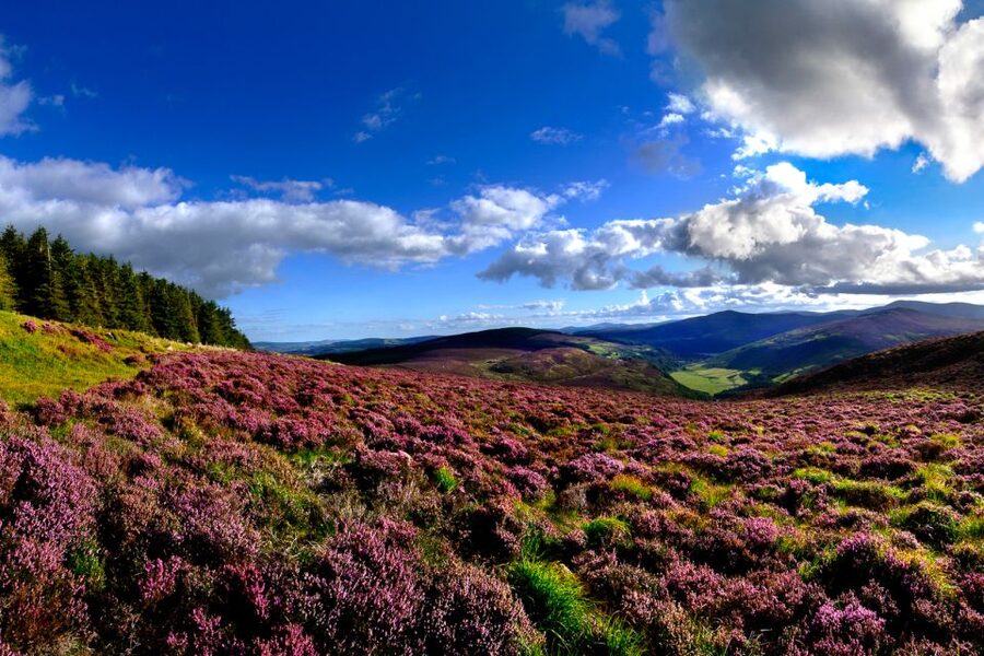 From Dublin: Wicklow Mountains, Glendalough & Kilkenny Tour - Key points to know before booking