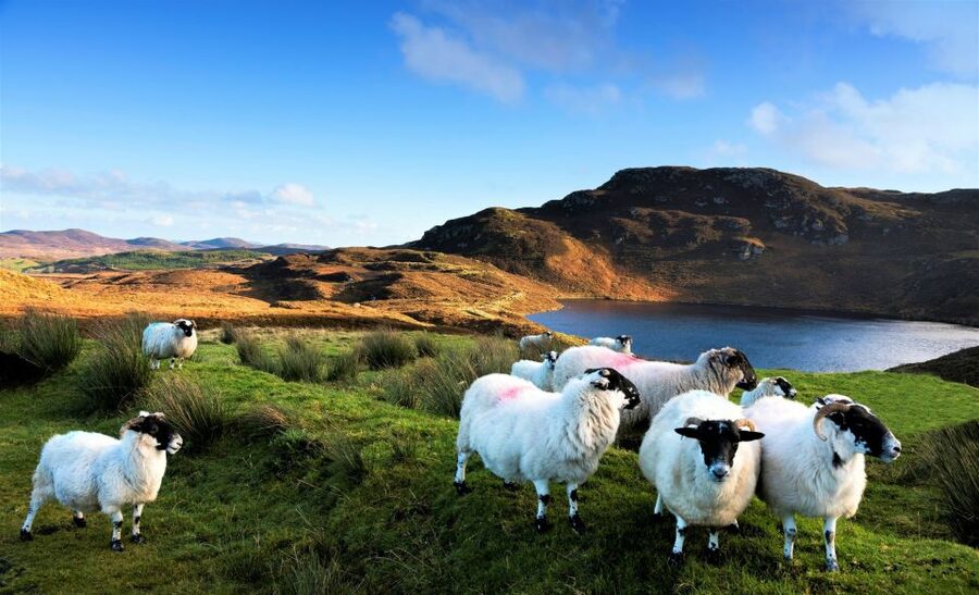 From Galway: Castles of Connemara Full-Day Tour - Short stops with local character