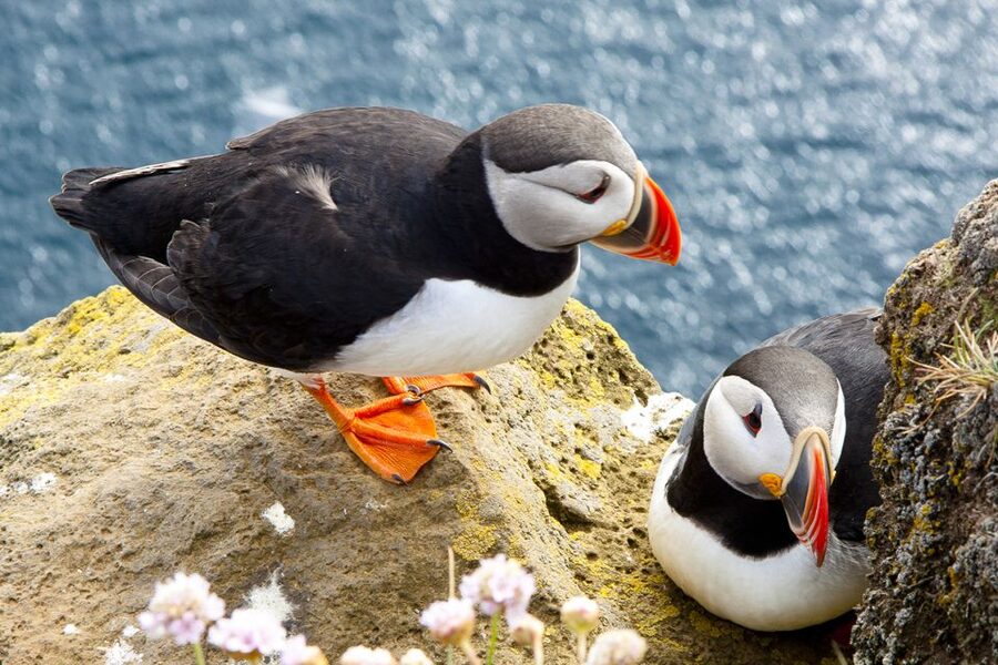 From Galway: Cliffs of Moher Half-Day Express Trip - Practical tips for a smoother day