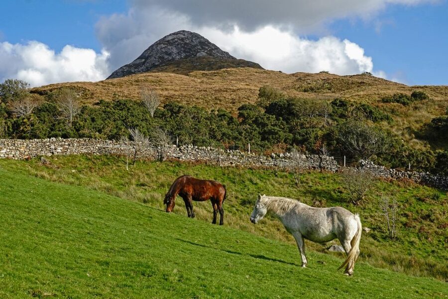 From Galway: Connemara National Park Full Day Tour - The guides make the long ride worthwhile