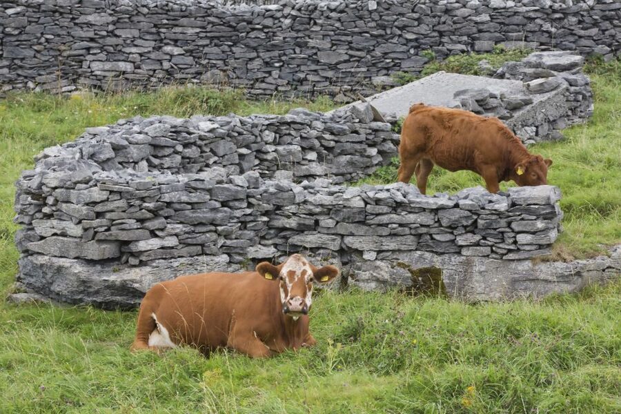 Galway: Cliffs Cruise, Aran Islands & Connemara Day Tour - Cruising beneath the Cliffs of Moher