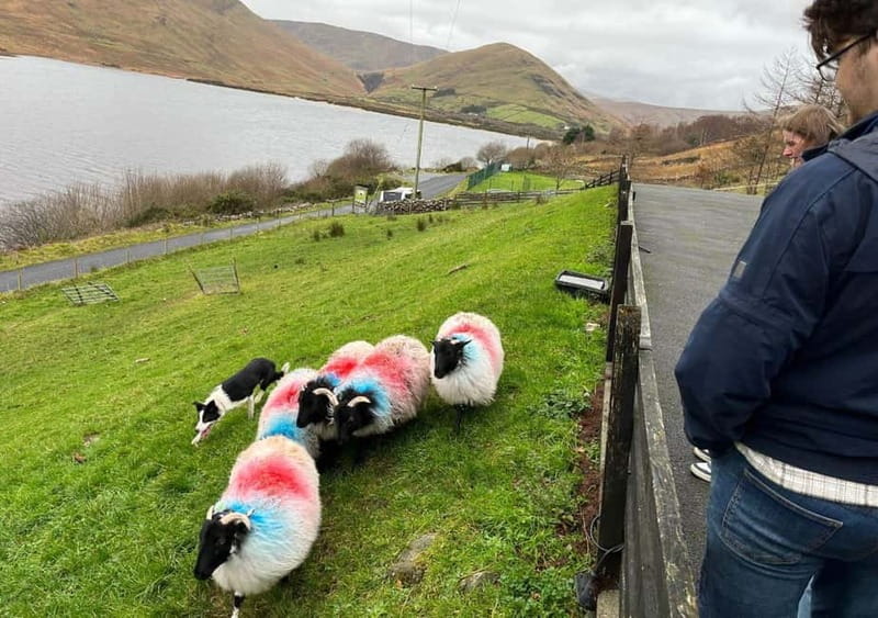 Galway: Connemara, Sheepdog Show and Medieval Castle Tour - Key points to know before booking