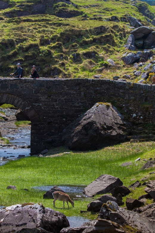 Gap of Dunloe & Lakes of Killlarney Boat Tour - Who will enjoy this five-hour outing