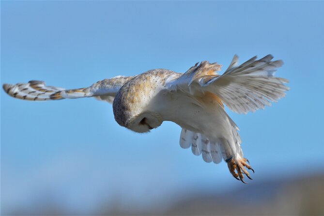 Guided Tour of Aillwee Cave and Visit to the Birds of Prey Centre - Why Aillwee Cave is worth your time in the Burren