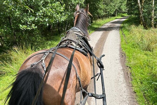 Horse-Drawn Carriage Tours in Killarney - Inisfallen ruins and the story of the lake