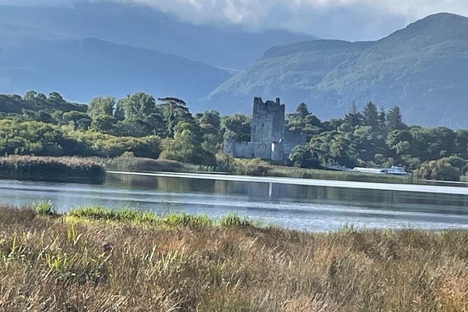 Horse-Drawn Carriage Tours in Killarney - Horses with distinct personalities