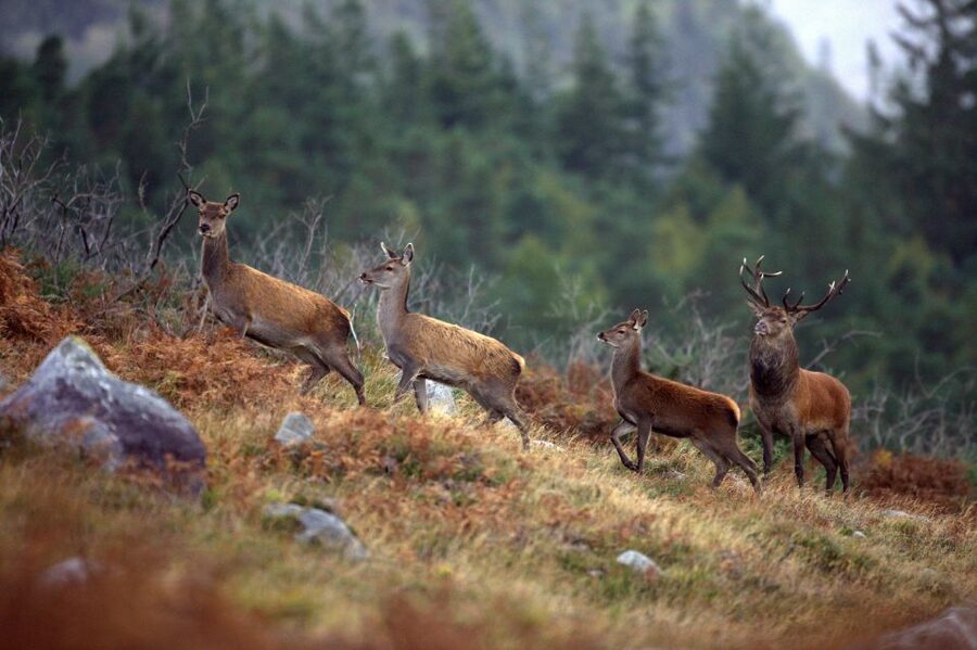Ireland: 2 Day Wild Atlantic Way Tour - Is $226 a Fair Price?