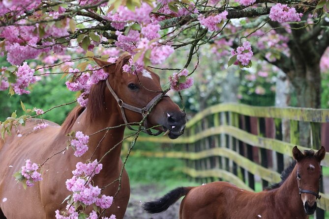 Irish National Stud & Gardens Skip the line Entrance - Why the Irish National Stud is different