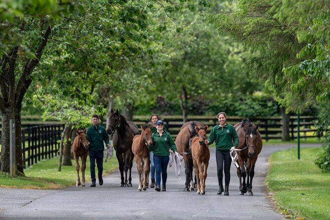 Irish National Stud & Gardens Skip the line Entrance - Is the $22.98 admission good value?