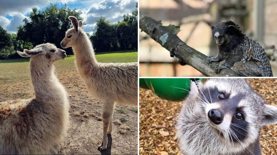 Kildare: Clonfert Farm General Admission Ticket - A farm day out with more than farm animals
