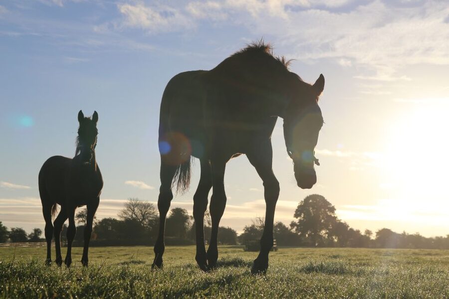 Kildare: Irish National Stud & Gardens - Why the Irish National Stud is worth your time