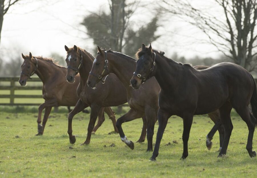 Kildare: Irish National Stud & Gardens - Try the Irish Racehorse Experience