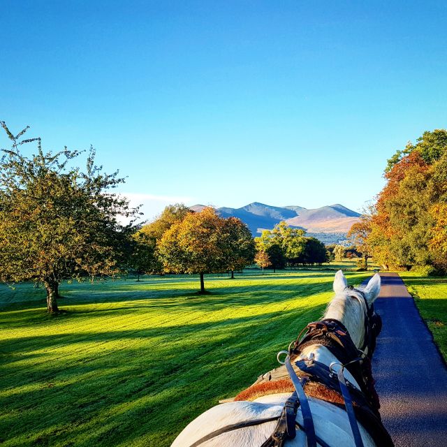 Killarney: 1-Hour Jaunting Car Horse and Carriage Tour - Into Killarney National Park and the quiet roads