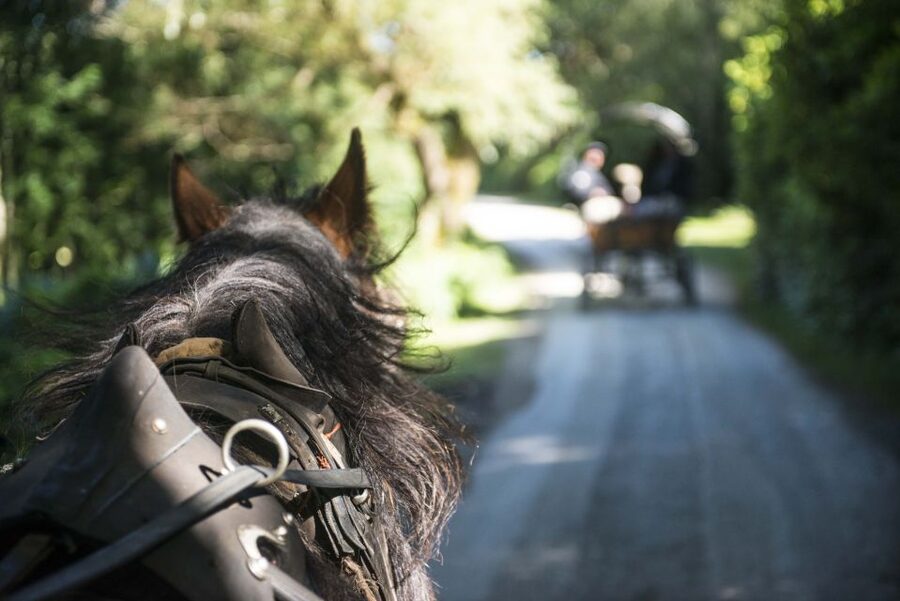 Killarney: 1-Hour Jaunting Car Horse and Carriage Tour - Ross Castle, Lough Léin, and the short leg stretch