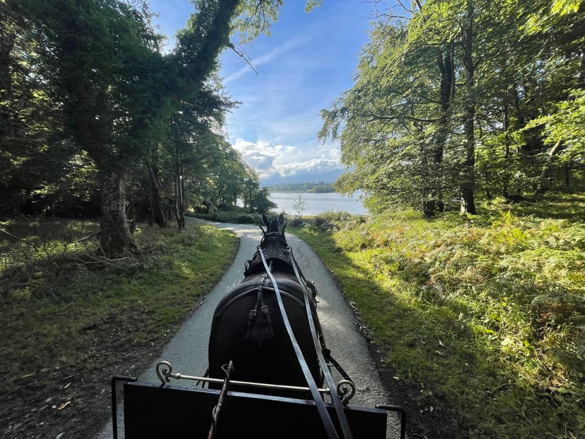 Killarney Carriage Tours National Park and Lakes - Passing the red deer parks