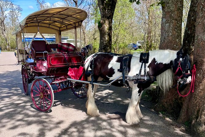 Killarney Jaunting Car Tour - Is $51 a fair price for one hour?