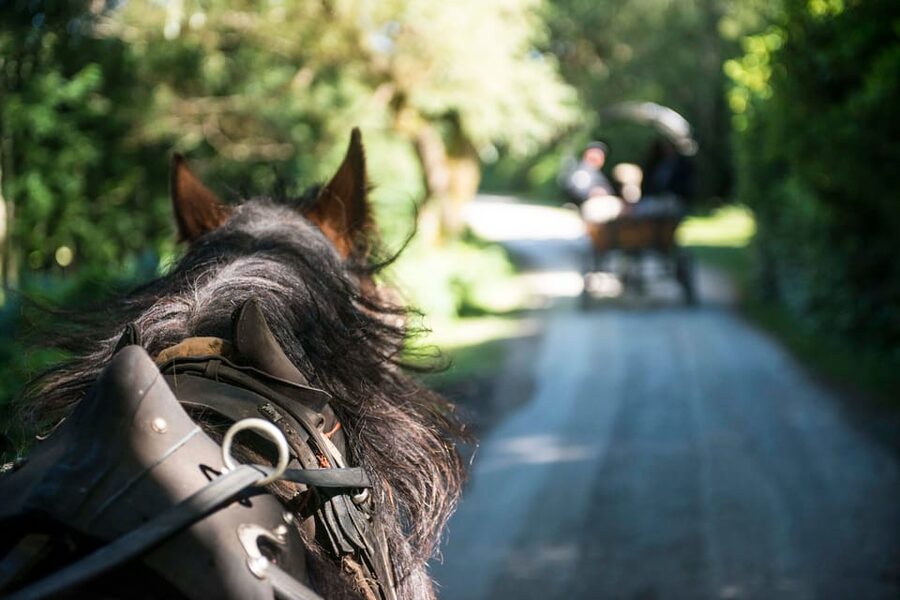 Killarney: Jaunting Car Tour with Afternoon Tea - Key points to know before booking