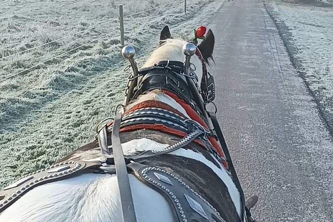 Killarney Jaunting Car Tour - Starting at Deenagh Lodge near St. Mary’s Cathedral