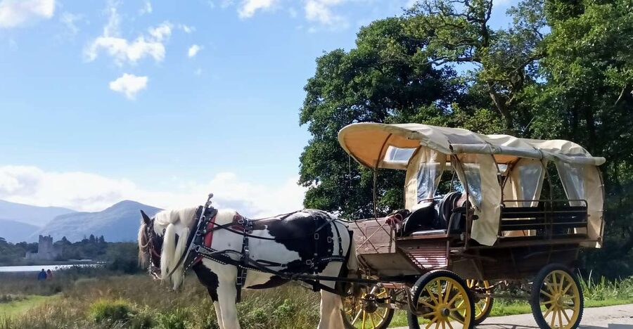 Killarney: Killarney National Park Private Tour - Starting at Deenagh Lodge beside St. Mary’s Cathedral
