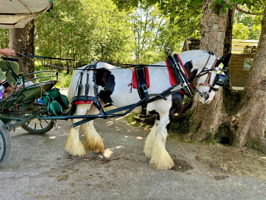 Killarney: Killarney National Park Private Tour - Innisfallen and the park’s older stories
