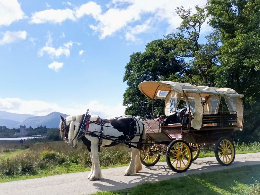 Killarney: Killarney National Park Private Tour - What the one-hour timing really means