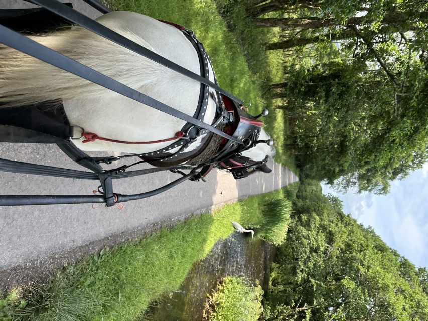 Killarney: Killarney National Park Private Tour - Horses, drivers, and the personal touch